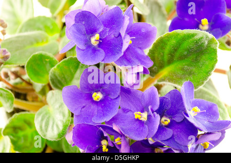 Luminose fiori viola blooming African Violet flower (lotto. Saintpaulia) Foto Stock