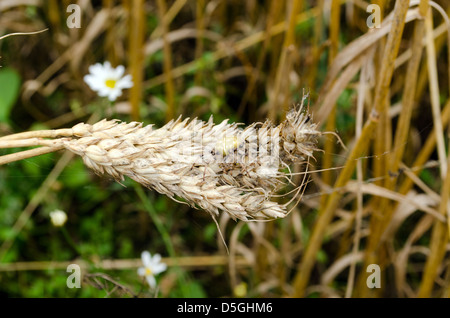 Quattro spot orb-weaver araneus quadratus spider sulle orecchie di frumento in campo agricolo. Foto Stock