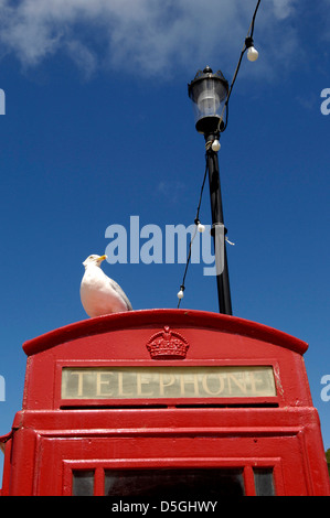 Un gabbiano si siede su un British telefono rosso box nella città portuale di Ilfracombe, Devon, Regno Unito contro un cielo blu Foto Stock