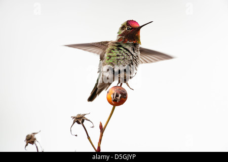 Maschio di Anna hummingbird arroccato su territoriale bussola rosa canina - Victoria, British Columbia, Canada. Foto Stock