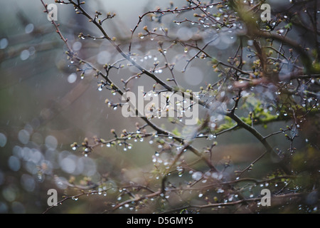 Le goccioline d'acqua dalla doccia a pioggia (precipitazioni) riuniti su un Prugnolo bush nel periodo invernale, alcuni germogli visibili. Foto Stock