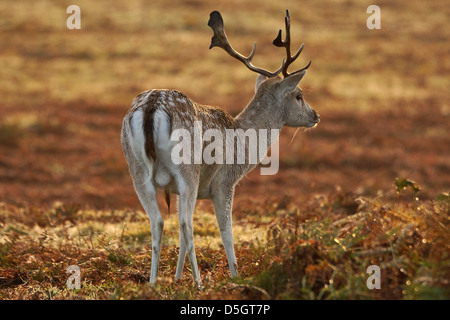 Giovane daino buck in Glenfield Lodge Park, Leicester, Regno Unito Foto Stock