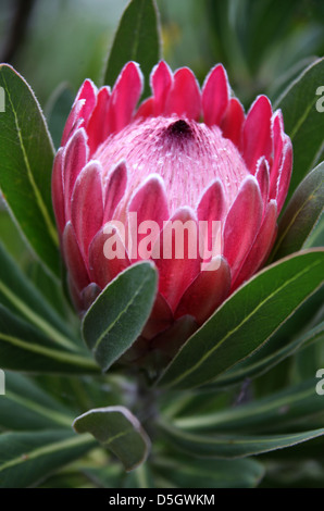 Protea rosa ghiaccio Foto Stock