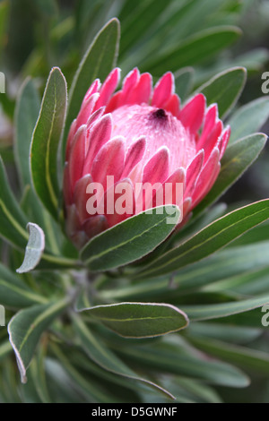 Protea rosa ghiaccio Foto Stock