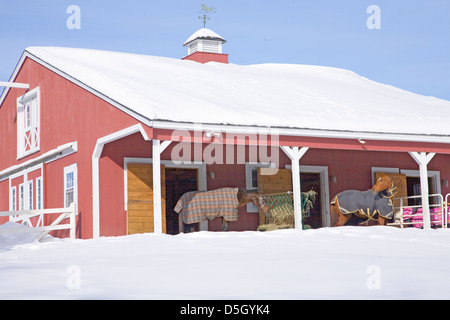 I cavalli con coperte nel granaio rosso nella neve, Ma., New England, STATI UNITI D'AMERICA Foto Stock