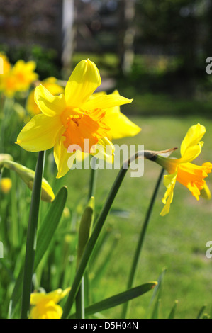 Trumpet daffodils growing  in borders in front of cottages  at Snow Hill West Wittering, Nr. Chichester, West Sussex,England Foto Stock