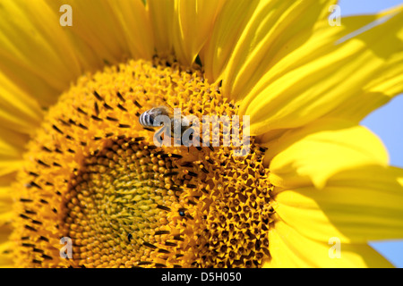 Vista ravvicinata del fiore di girasole e piccole bee Foto Stock