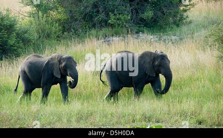 Due elefanti africani a piedi nel bush nel Parco di antilope, Zimbabwe Foto Stock