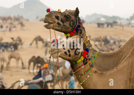 Due i cammelli con teste decorate in piedi il campeggio nel deserto a Pushlar Mela, Pushkar, Rajasthan, India Foto Stock