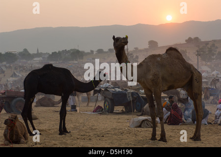 Cammelli nel campeggio al tramonto, Pushkar Mela, Pushkar, Rajasthan, India Foto Stock