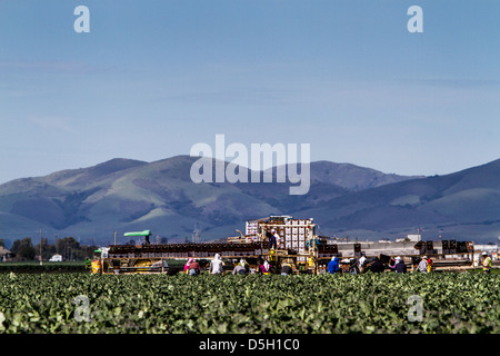 I lavoratori agricoli picking i broccoli nella Salinas Valley della California Foto Stock
