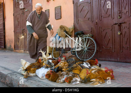 I polli vivi legati insieme sul marciapiede in prossimità della Mellah, Marrakech, Marocco Foto Stock