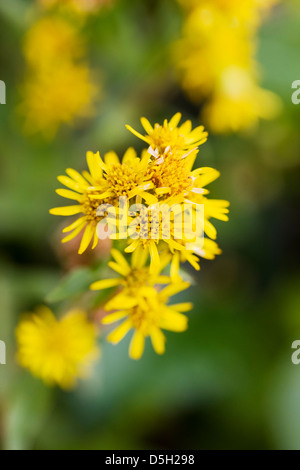 Oro settentrionale (Solidago multiradiata, aster, asteraceae) Denali National Park, Alaska, STATI UNITI D'AMERICA Foto Stock