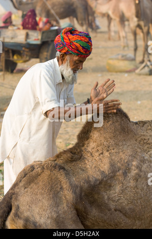 Uomo con un turbante multicolore massaggiare il suo cammello gobba a Pushkar Mela, Pushkar, Rajasthan, India Foto Stock
