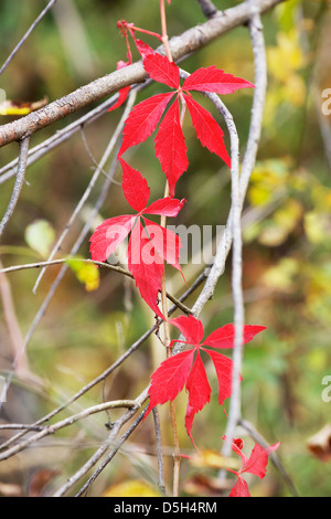Virginia vitigno del superriduttore in autunno. Palos Forest Preserve, Cook County Illinois Foto Stock