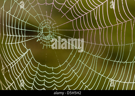 La rugiada-coperto spider web (orb web) Foto Stock