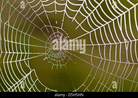 La rugiada-coperto spider web (orb web) Foto Stock