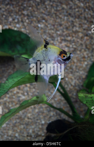 I capretti Angelfish in acquario Foto Stock