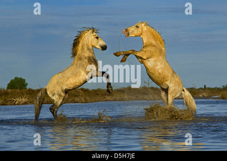 Coppia di cavalli Camargue stalloni combattimenti in posizione eretta, Camargue, regione a sud della Francia Foto Stock