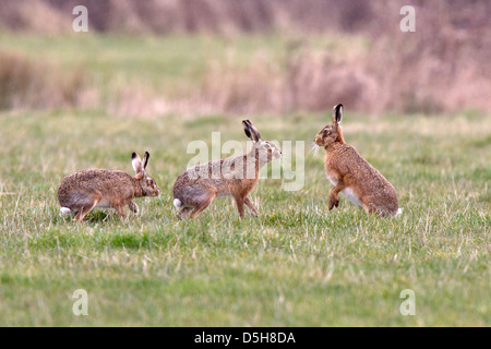 Gruppo europeo di lepre marrone Foto Stock