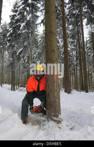 Caposquadra Gottfried Schreiter taglia un 100-anno-vecchio abete nel cosiddetto 'achsenforst' Foresta Vicino Marienberg, Germania, 03 febbraio 2010. Boschi coprono quasi 521.281 ettari di est dello stato tedesco in Sassonia. Ogni anno circa 2.000.000 di metri cubi vengono raccolte. Foto: Matthias Hiekel Foto Stock