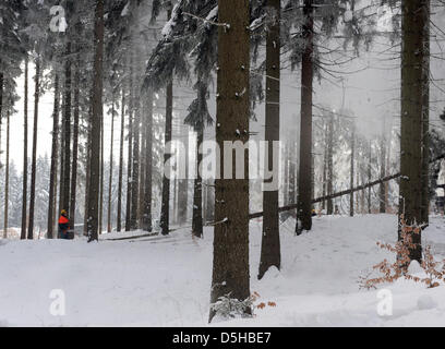 Caposquadra Gottfried Schreiter taglia un 100-anno-vecchio abete nel cosiddetto 'achsenforst' Foresta Vicino Marienberg, Germania, 03 febbraio 2010. Boschi coprono quasi 521.281 ettari di est dello stato tedesco in Sassonia. Ogni anno circa 2.000.000 di metri cubi vengono raccolte. Foto: Matthias Hiekel Foto Stock