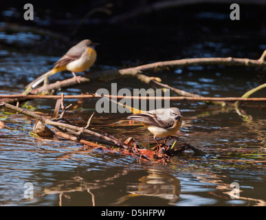 Coppia di grigio Cutrettole Motacilla cinerea arroccato sui rami nel fiume di Norfolk Foto Stock