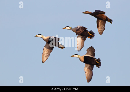 Eiders comune (Somateria mollissima) in volo. Europa Foto Stock