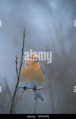 Femmina Grosbeak Pino (Pinicola enucleator). L'Europa. Foto Stock