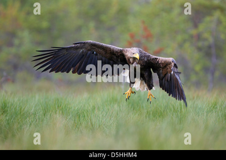 Adulto bianco-tailed Eagle (Haliaeetus albicilla) nella torbiera, Europa Foto Stock