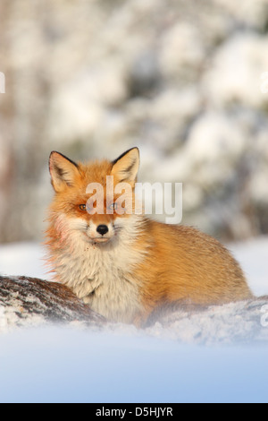 Ritratto di Red Fox (Vulpes vulpes vulpes), Europa Foto Stock