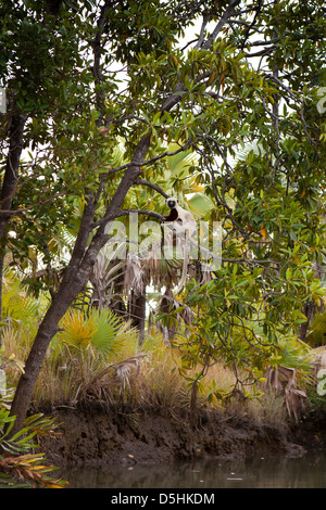 Madagascar, Funzionamento Wallacea, Mariarano, Coquerels sifaka, Propithecus coquereli nella struttura ad albero Foto Stock