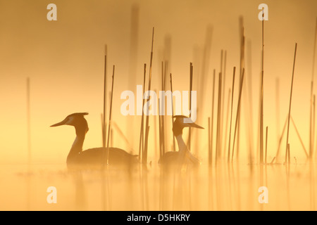 Coppia di svassi (Podiceps cristatus), Europa Foto Stock