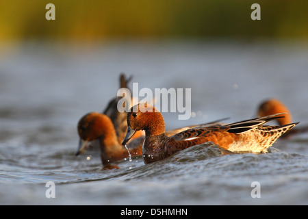 Alimentazione del Wigeon (Anas penelope), Europa Foto Stock