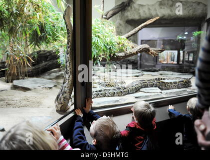 Un royal python (lat.: Python regius) raffigurato in lo zoo di Berlino, Germania, 19 febbraio 2010. Foto: Alina Novopashina Foto Stock