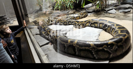 Un royal python (lat.: Python regius) raffigurato in lo zoo di Berlino, Germania, 19 febbraio 2010. Foto: Alina Novopashina Foto Stock