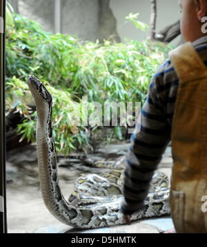 Un royal python (lat.: Python regius) raffigurato in lo zoo di Berlino, Germania, 19 febbraio 2010. Foto: Alina Novopashina Foto Stock