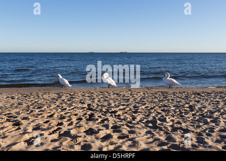 Costa polacca del Mar Baltico sulla spiaggia di Danzica Foto Stock