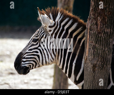 Grant's Zebra cavallo Equus quagga boehmi pianure africane. Foto Stock