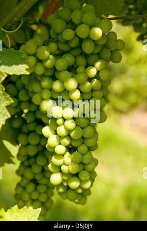 Uva sulla vite Boscaini Carlo vigna vino Valpolicella regione, Italia Foto Stock