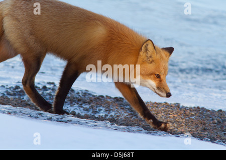 Superba maschio rosso fox hunter in inverno canadese. Foto Stock