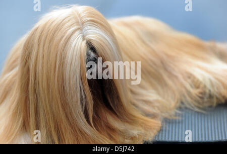 Tre anni di Lhasa Apso Lizzi femmina attende per la sua valutazione al 68 internazionali e 1° Esposizione nazionale di Karlsruhe in Germania, 10 novembre 2012. Oltre 4.500 di pura razza cani di razza 250 varietà stanno prendendo parte alla concorrenza e di essere giudicati da 120 giudici internazionali. Foto: Uli Deck Foto Stock