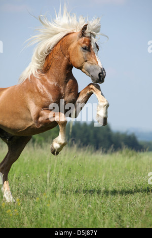 Nizza rampante stallone avelignese sul prato di fronte blu cielo Foto Stock