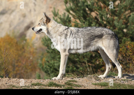 Saarloos Wolfhound permanente sulla roccia Foto Stock
