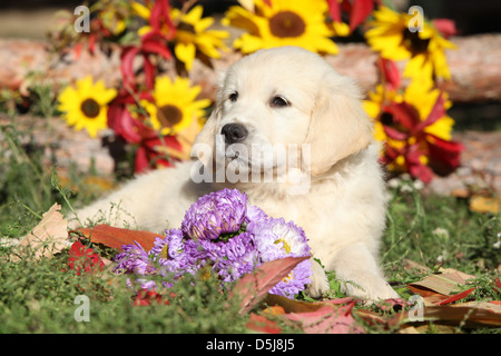 Golden Retriever cucciolo che giace tra i fiori Foto Stock