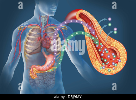 Illustrazione sull importanza di glucosio e insulina nel corpo umano. Foto Stock