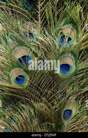 Sfondo del peacock diffondere le piume di coda Foto Stock