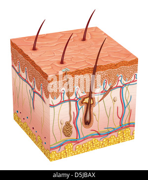 Anatomia descrittiva della pelle umana Foto Stock