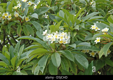 Il frangipani bianco plumeria Foto Stock