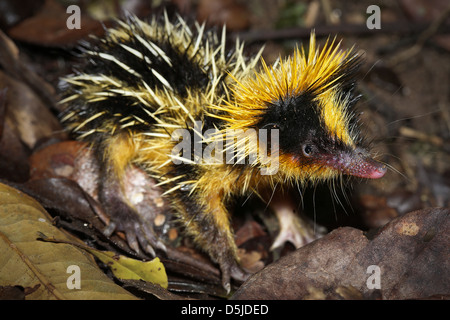 Pianura Tenrec striato (Hemicentetes semispinosus) in una posizione difensiva nella foresta pluviale di Ranomafana, Madagascar. Foto Stock